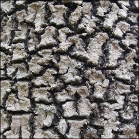 Black Mangrove