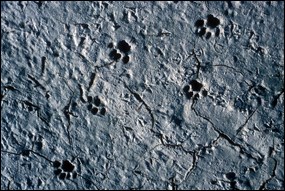Bobcat tracks on the Coastal Prairie Trail