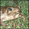 Bufo Toad Bufo Toad