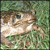 Bufo Toad