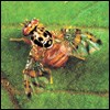 Mediterranean Fruit Fly Mediterranean Fruit Fly