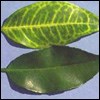 Citrus Greening