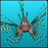 Lion Fish Image Courtesy of WikiMedia