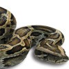 Burmese python Burmese python