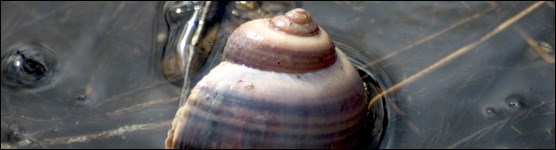 Apple Snail