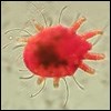 Red Palm Mite