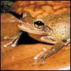 Cuban Treefrog