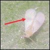 Whitefly