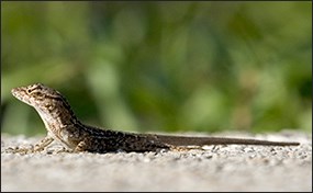 A brown anole on the ground