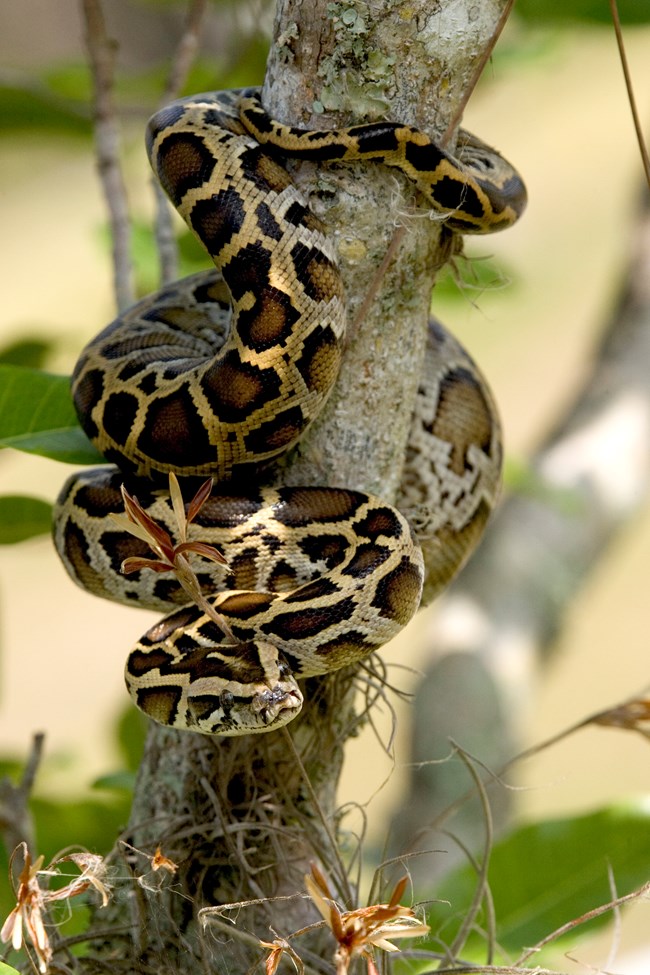 A brown and yellow snake is wrapped around a tree