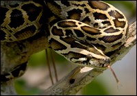 Burmese python