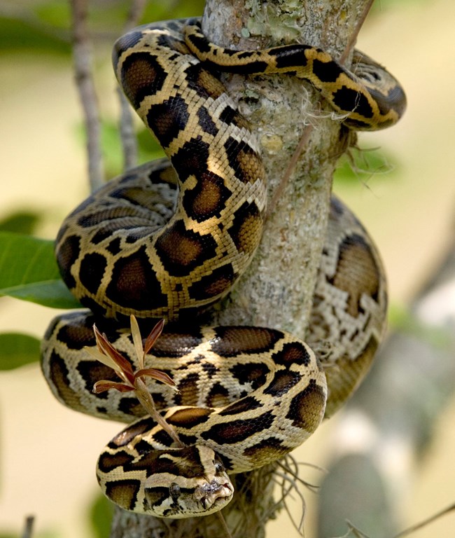 Burmesepythoncropped Burmese Python