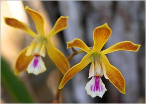 Butterfly orchid