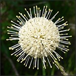 Buttonbush in bloom