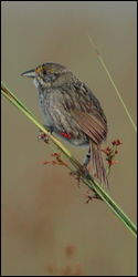 Photograph of Cape Sable Seaside Sparrow perched on sawgrass Photograph of Cape Sable Seaside Sparrow perched on sawgrass