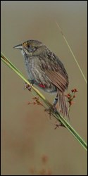 Photograph of Cape Sable Seaside Sparrow perched on sawgrass
