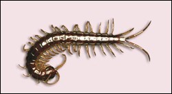 Centipede