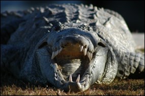 American crocodile