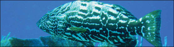Black Grouper