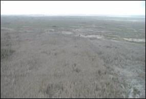 Melaleuca in the East Everglades Expansion Area