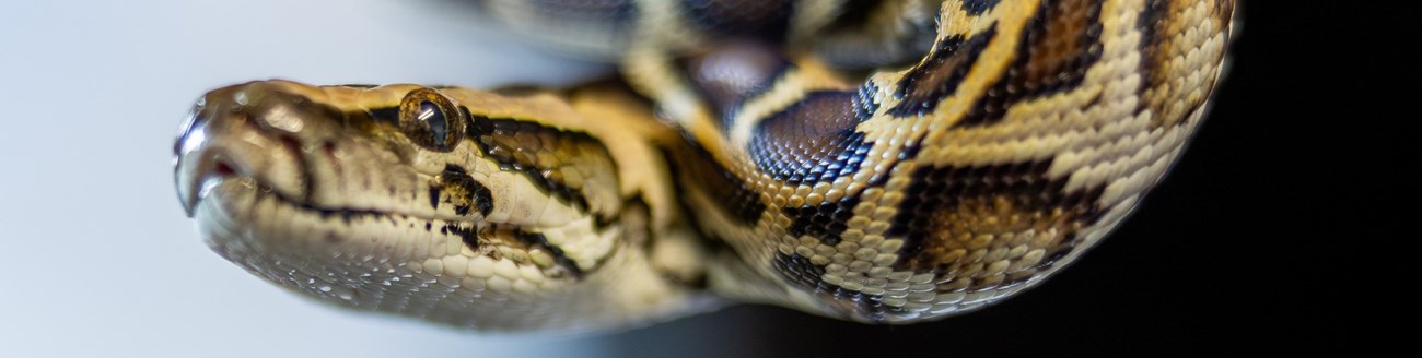EVER_BURMESE PYTHONS-23