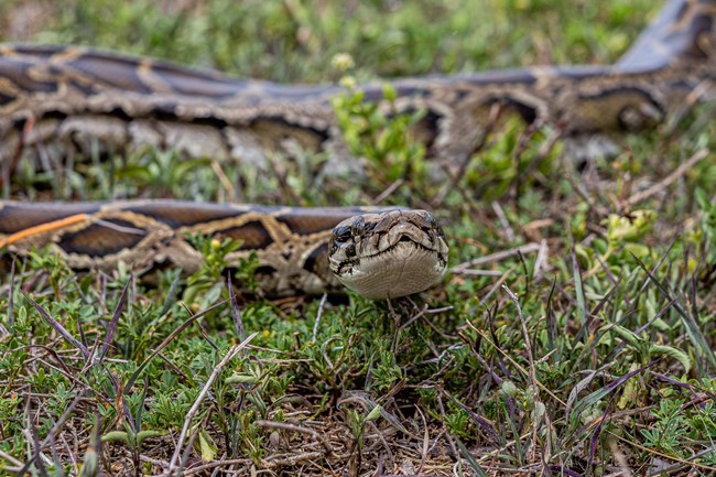 EVER_BURMESE PYTHONS-5