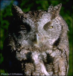 Eastern screech owl Eastern screech owl