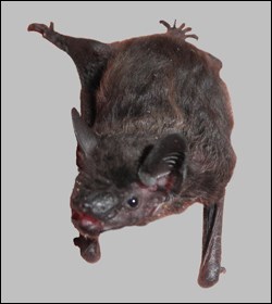 Evening bat Evening bat