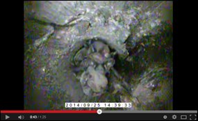 The view inside a Florida bonneted bat roost