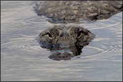American alligator American alligator