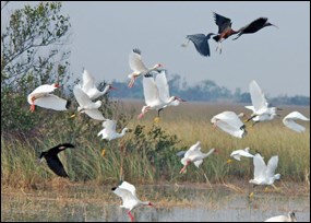 Glossy and white ibis taking flight