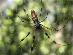 Insects, Spiders, Centipedes, Millipedes - Everglades National Park (.  National Park Service)