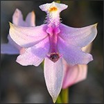 Flowering grass pink orchid