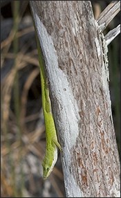 Green anole on a tree