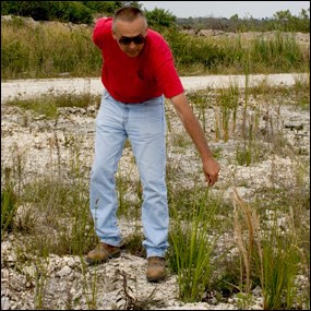 Restored sawgrass