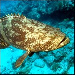 Grouper Grouper