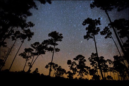 Starry skies in the Pinelands