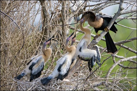 Female anhinga feeding her chicks