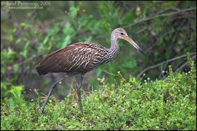 Limpkin walking through vegetation Limpkin walking through vegetation