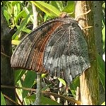 Florida leafwing butterfly