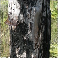 Florida leafwing