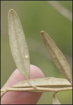Florida leafwing egg