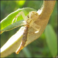 Predation of Florida leafwing larva