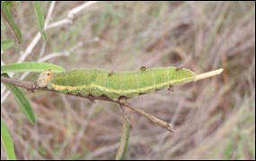 Florida leafwing larva with parasites