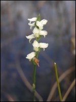 Ladies' tresses