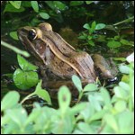 Southern leopard frog