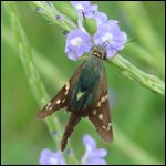Long-tailed Skipper