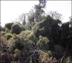 Lygodium in canopy