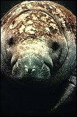 West Indian Manatee West Indian Manatee