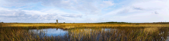 MOD01-5 East_Everglades